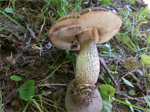 Leccinum carpini da confermare